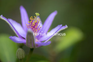 hortus botanicus Amsterdam